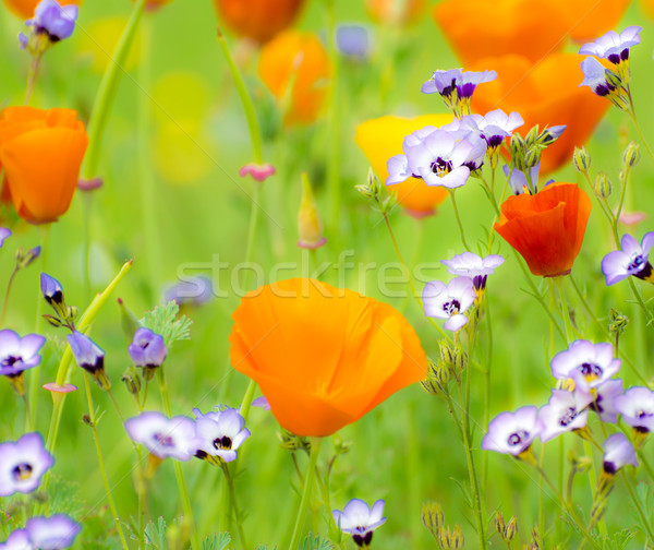 Kwitnienia lata łące płytki dziedzinie selektywne focus Zdjęcia stock © manfredxy