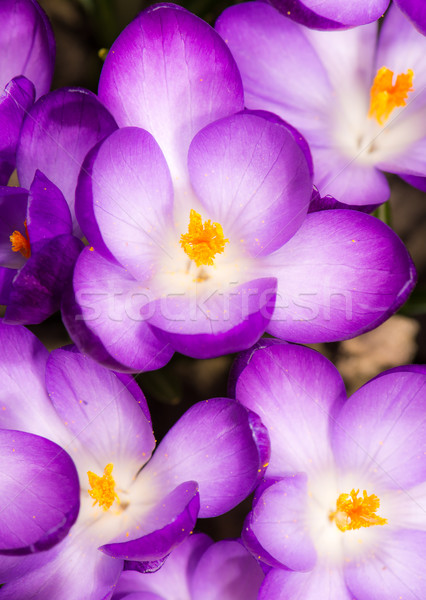 紫色    藏红花    宏    组    花卉 / macro of   group of purple
