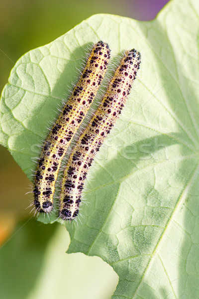 Caterpillars of a cabbage butterfly Stock photo © manfredxy