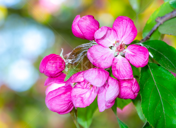Pink apple blossoms Stock photo © manfredxy