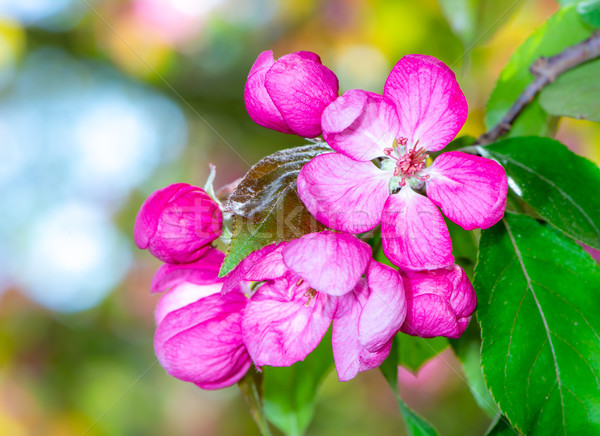 Rosa Apfel Blüten Blüte Baum Blume Stock foto © manfredxy