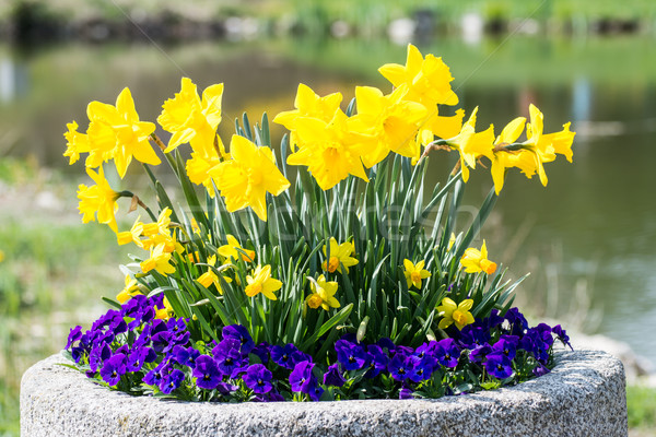 Foto stock: Narcisos · amarillo · narciso · púrpura · naturaleza