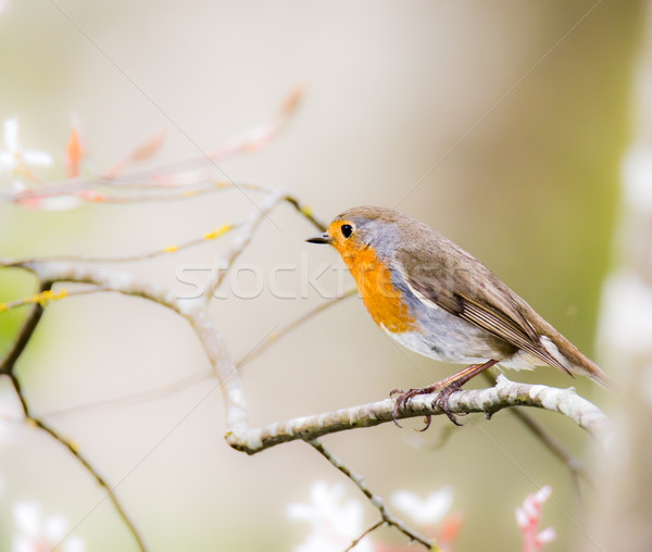  European robin bird sitting on a tree branch Stock photo © manfredxy