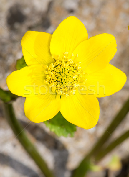 Yellow marsh marigold flower blossom Stock photo © manfredxy