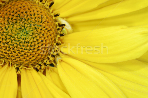 Yellow marguerite flower Stock photo © manfredxy