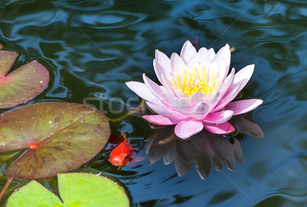 água lírio peixe-dourado natação rosa flor Foto stock © manfredxy