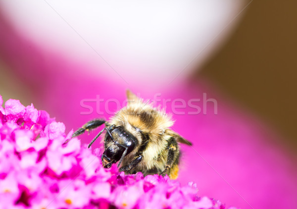 Biene lila Blüten Honigbiene Sammeln Nektar Stock foto © manfredxy
