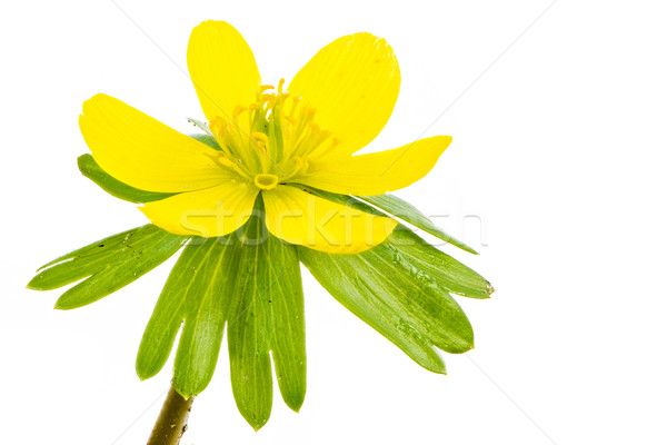 Isolated yellow blossom of winter aconite Stock photo © manfredxy