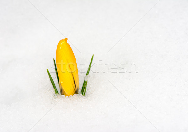 Yellow crocus flower in the snow Stock photo © manfredxy