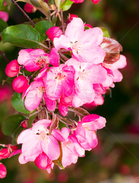 Fioritura melo rosa fiori primavera tempo Foto d'archivio © manfredxy