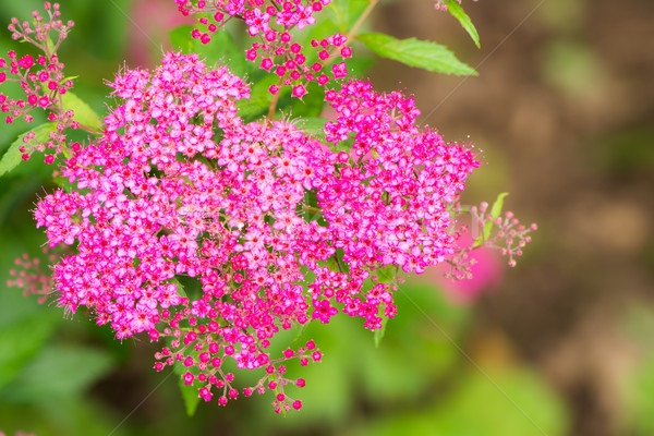 Flowering spiraea japonica bush Stock photo © manfredxy