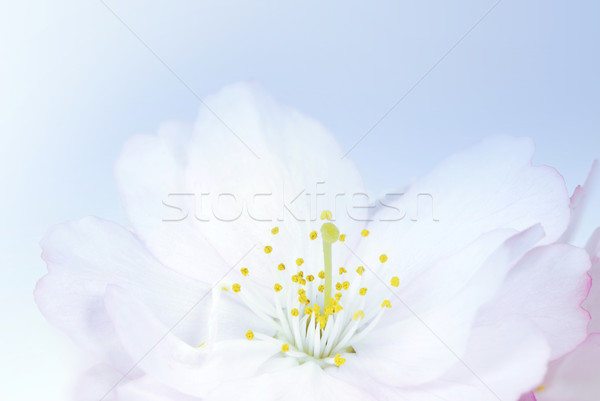 Cherry Blossom Stock photo © manfredxy