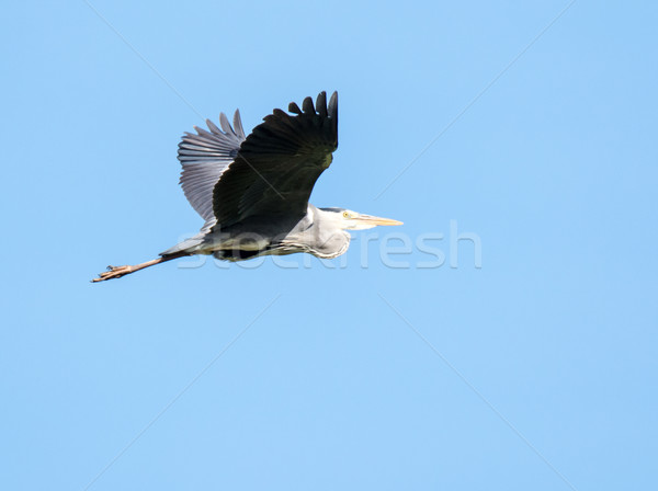 Stok fotoğraf: Uçan · gri · balıkçıl · kuş · açmak · kanatlar