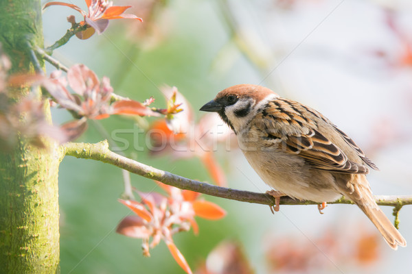 Eurasian Tree Sparrow sitting on a twig Stock photo © manfredxy