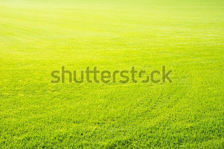 Perfect short cut green grass background Stock photo © manfredxy