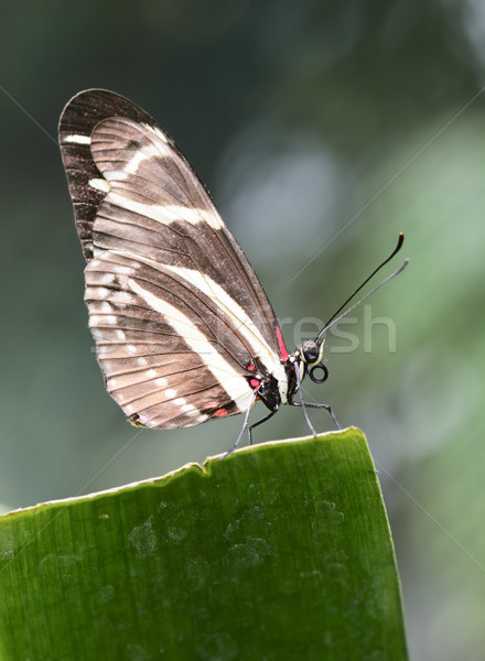 Tropical Butterfly Stock photo © manfredxy