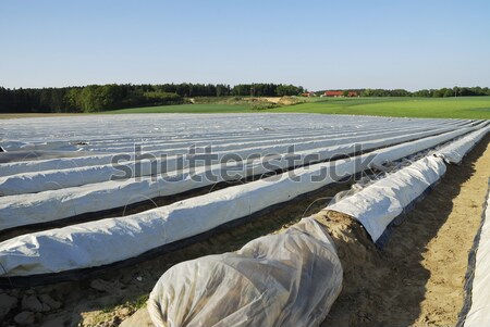 Stock foto: Spargel · Bereich · zunehmend · Kunststoff · Gemüse · line