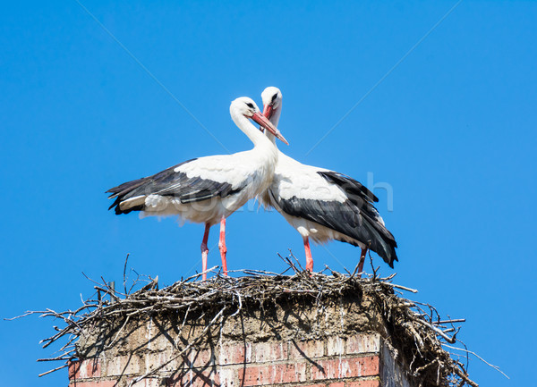 Foto stock: Branco · cegonha · casal · ninho · chaminé · edifício