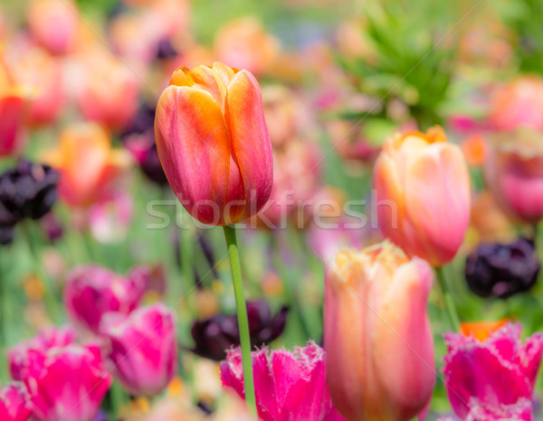Outstanding tulip flower in a flowerbed Stock photo © manfredxy