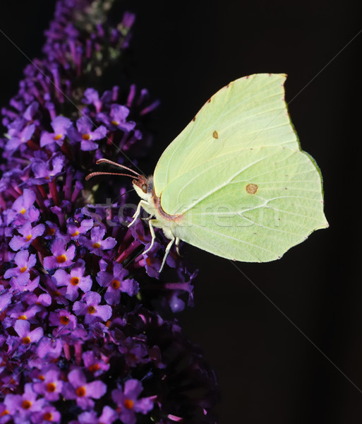 Brimstone butterfly Stock photo © manfredxy