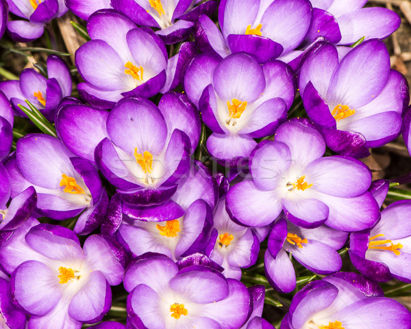 Stock photo: Purple Crocus Blossoms