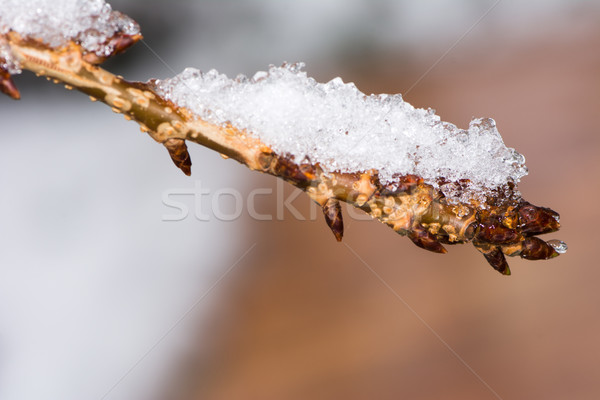 [[stock_photo]]: Brindille · couvert · neige · congelés