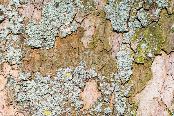 Abstract Natural Background With Lichen On A Tree Bark Stock Photo