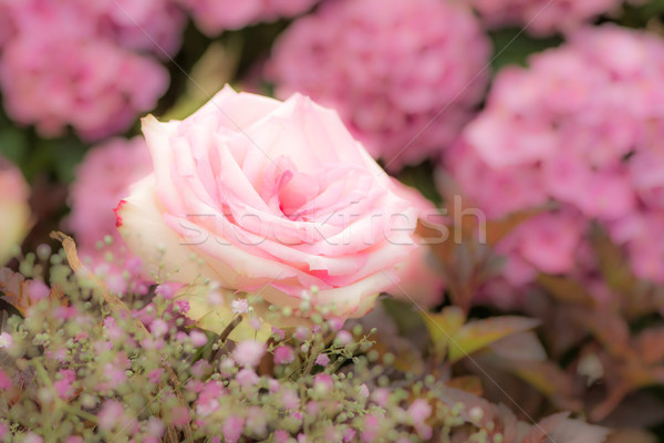 Flower deco with pink roses Stock photo © manfredxy