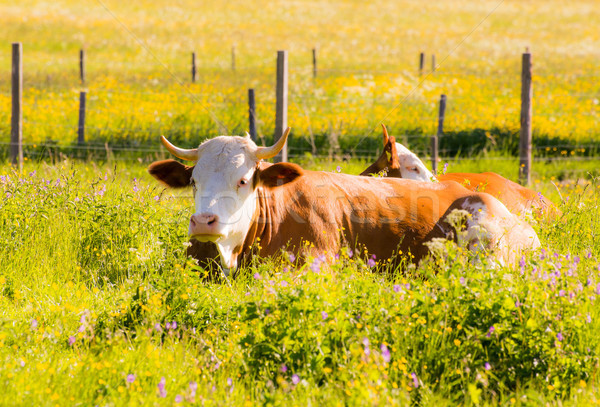 Organic farming wiht happy cows Stock photo © manfredxy