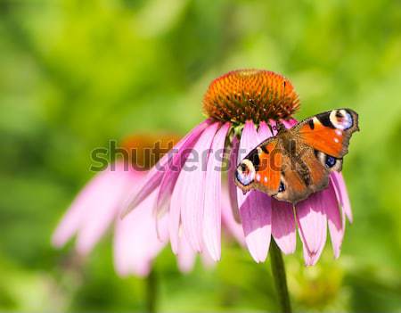 Foto stock: Pavo · real · mariposa · flor · rosa · flor · rojo