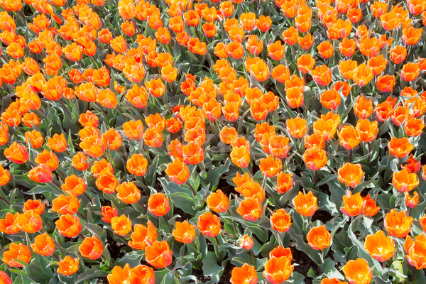 Orange tulip flowers Stock photo © manfredxy