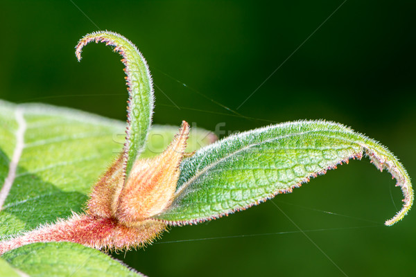 Fresh Leafs Stock photo © manfredxy