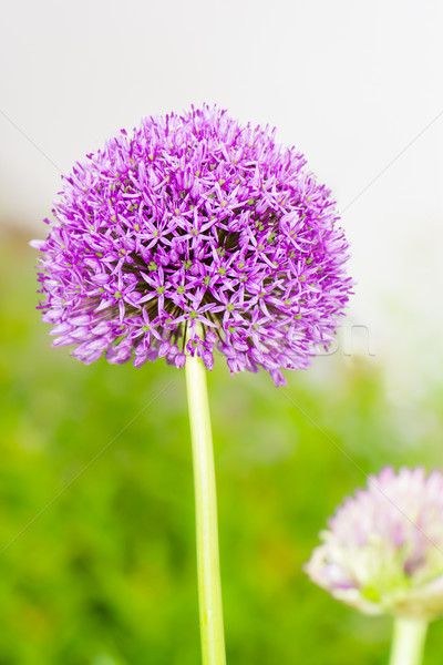 Purple Allium Giganteum flower Stock photo © manfredxy