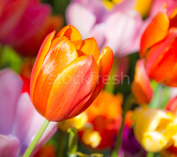 Uitstekend oranje tulp bloem flower bed tulpen Stockfoto © manfredxy