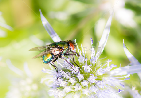 Macro of a fly on a blossom Stock photo © manfredxy