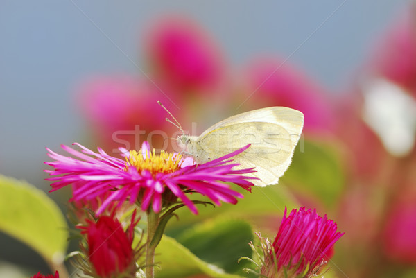 Biały Motyl nektar lata jesienią Zdjęcia stock © manfredxy