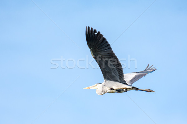 Flying grey heron bird Stock photo © manfredxy