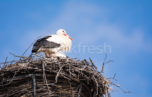 White storks in their nest Stock photo © manfredxy