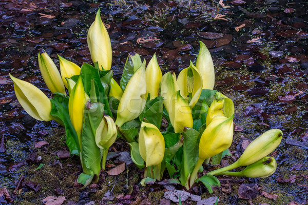 Amarelo jaritataca repolho flores flores planta Foto stock © manfredxy