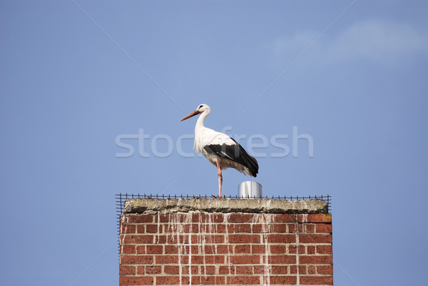 Stork Stock photo © manfredxy