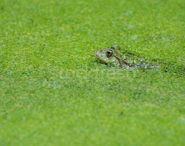 Frog Camouflage Stock photo © manfredxy
