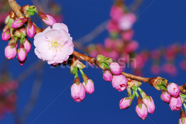 Foto stock: Cereza · flor · primavera · jardín · azul