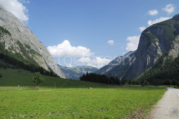 Mountain pasture in Tirol Stock photo © manfredxy