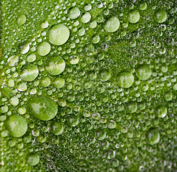 Raindrops on a green leaf Stock photo © manfredxy