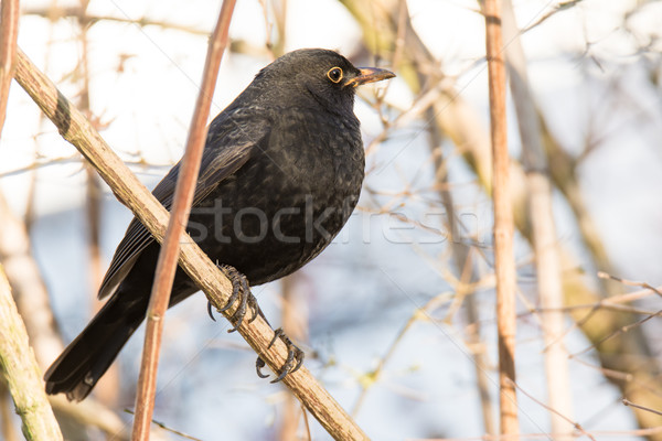 Amsel Sitzung Busch Zweig Natur Tier Stock foto © manfredxy