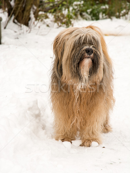 Terrier cane piedi neve dai capelli lunghi natura Foto d'archivio © manfredxy