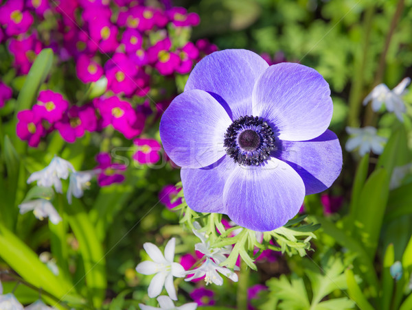 Lila Blume Blute Makro Garten Anlage Stock Foto
