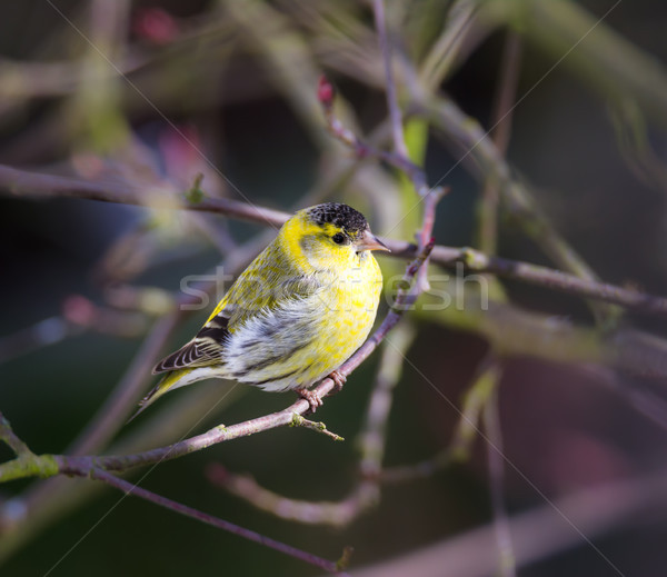 [[stock_photo]]: Jaune · Homme · oiseau · séance · brindille