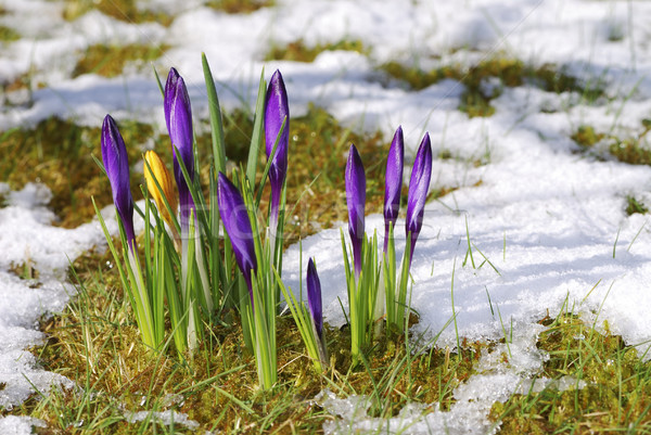 Foto stock: Fresco · açafrão · primavera · broto · neve