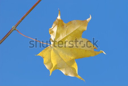 Maple leaf Stock photo © manfredxy